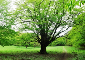                                       Erdők Világnapja 2022