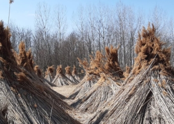 Lassan ébred a Kolon-tó