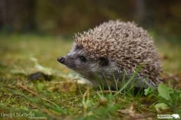 A Kommunikációs és PR Szakosztály bemutatja: Nicsak, ki beszél? - Az állati kommunikáció rejtelmei című előadást.