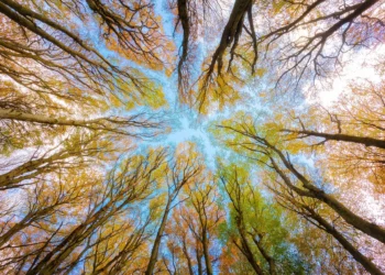 Nyírmártonfalva polgármestere perrel fenyegeti a médiumokat