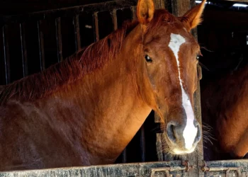 Lóból is megárt a… kevés!
