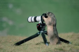 Saubermacher – Az Év Természetfotósa 2023