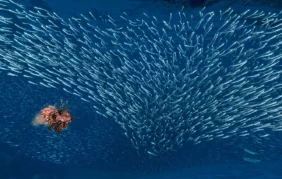 Január 24-ig jelentkezhetsz a 42. Magyar Sajtófotó Pályázatra!