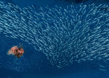 Január 24-ig jelentkezhetsz a 42. Magyar Sajtófotó Pályázatra!