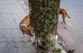 A streetfotó csodálatos világa – Kocsány Kornél estje a MÚOSZ Műhelyben
