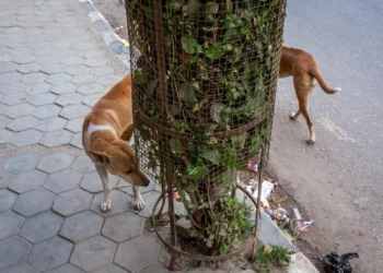 A streetfotó csodálatos világa – Kocsány Kornél estje a MÚOSZ Műhelyben