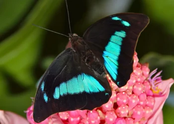 Lepkekaland a Kommunikációs és PR Szakosztállyal