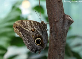 Állatkerti útmutató – MÚOSZ KPRSZ-módra