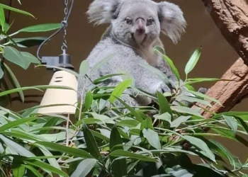 A bécsi állatkertbe is ingyenes a belépés MÚOSZ-igazolvánnyal 