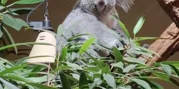 A bécsi állatkertbe is ingyenes a belépés MÚOSZ-igazolvánnyal 