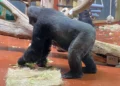 A Fővárosi Állatkertben megtudhatjuk, mit mondanak a gorillák