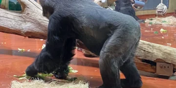 A Fővárosi Állatkertben megtudhatjuk, mit mondanak a gorillák